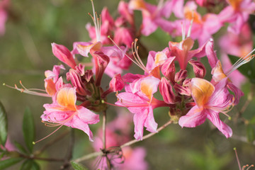 Pink flower rhododendron with green background , Flower in spring time 