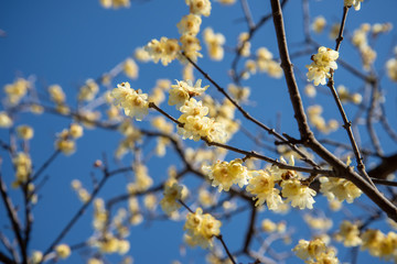 初春の花