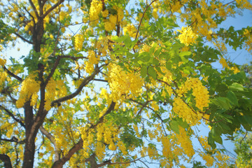 cassia fistula. golden rain tree a flowering plant in the family Fabaceae. The species is native to the Indian subcontinent. known in Thai as ratchaphruek. tree in full yellow bloom.