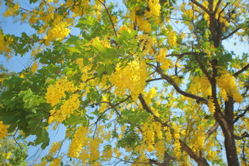 cassia fistula. golden rain tree a flowering plant in the family Fabaceae. The species is native to the Indian subcontinent. known in Thai as ratchaphruek. tree in full yellow bloom.