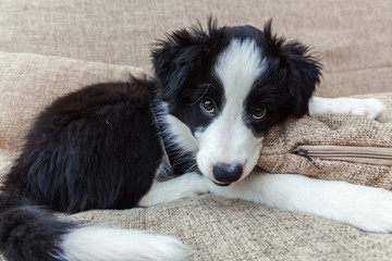 Funny portrait of cute smilling puppy dog border collie on couch. New lovely member of family little dog at home gazing and waiting. Pet care and animals concept