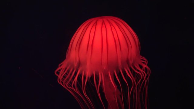 Jellyfish Floating in Aquarium, Jellyfishes Swimming, Medusa, Aquatic Animals 
