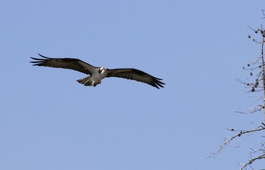 Osprey