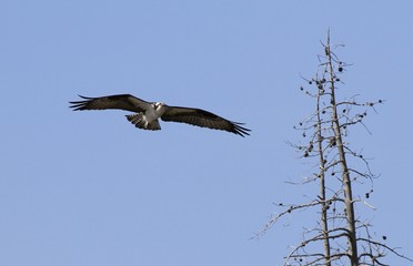 Osprey