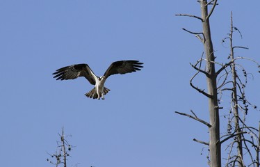 Osprey