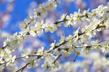 Peach blossom in the garden