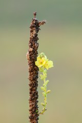 Small mullein flowers at dusk. Isolated on light background