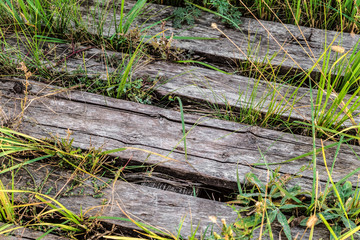 Old abandoned wooden path close-up. Green blades grass on background of the old wooden boards.
