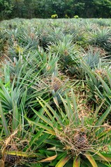 Obraz premium Pineapple plantation at the tropical Koh Chang Island, Thailand.