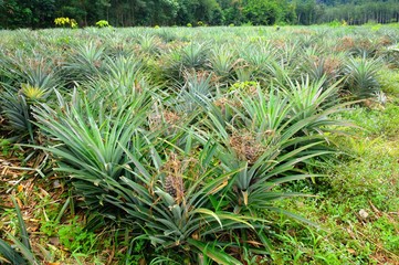 Fototapeta premium Pineapple plantation at the tropical Koh Chang Island, Thailand.