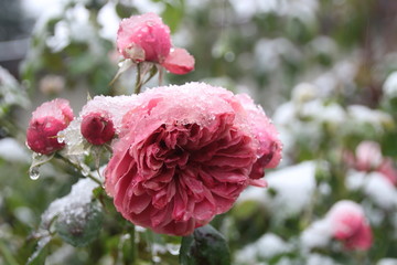 rosa englische Rose im Winter