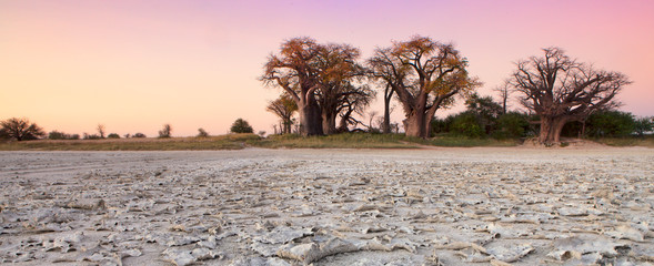 Baines Baobab's in Botswana. - obrazy, fototapety, plakaty