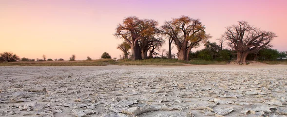 Fototapeten Baines Baobabs in Botswana. © 2630ben
