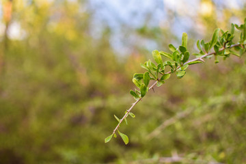 Green leaves and tree branch isolated on a forest background