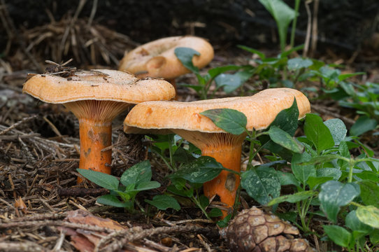 Orange mushroom Lactarius deterrimus in a coniferous forest. Also known as false saffron milkcap or orange milkcap. Edible fungus.