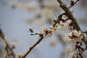 Bee on fruit tree flower with white petals