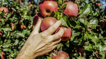 hand picking an apple on tree