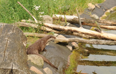 Fischotter im Tierpark Ueckermünde