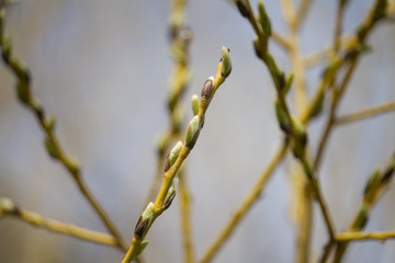 Buds on the yellow branches 