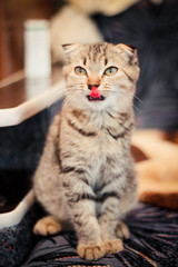 little cheesy scottish fold charismatic kitten sits and shows tongue, it looks funny