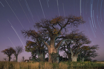 Baines Baobab star trail