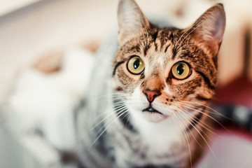 Bengali beautiful big charismatic cat looking up very carefully