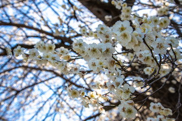 梅の花