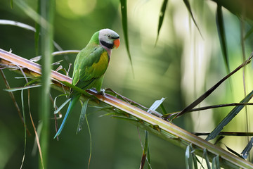 Red-breasted parakeet