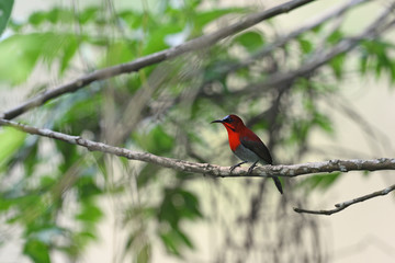 Crimson sunbird