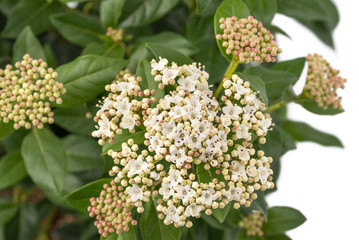 Viburnum tinus