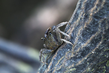 Pink-fingered vinegar crab on tree