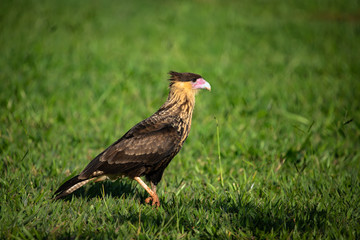 Bird Background. Juvenile southern crested caracara (Caracara plancus) walking on the grass.