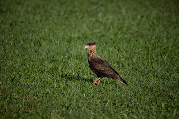 A bird of prey walking on the grass. The southern crested caracara (Caracara plancus) - Brazil.