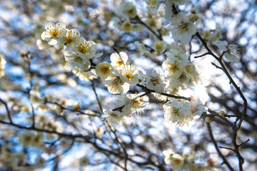 春の花