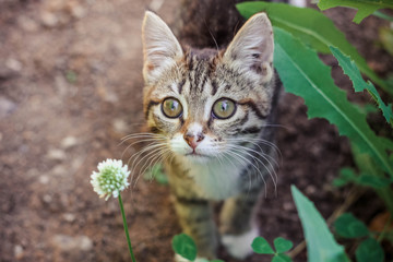 the striped cute kitten stands among the foliage and looks at the photographer, he is homeless but in spite of that is very beautiful
