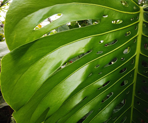 Large green tropical leaf from the monstera plant
