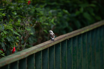 Urban Bird background. A little bird strolling on the fence.