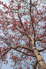 A blossoming tree (Thailand)