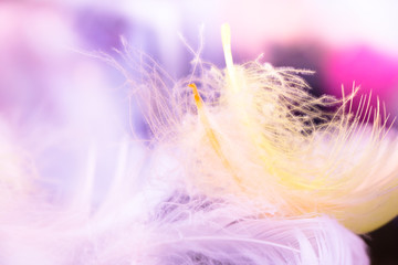 Abstract modern colorful feathers on neon lights background. Diversity and Fashion Color Trends 2019. Macro soft focused photo of fluffy elegant white yellow pink and ultraviolet purple down feather.