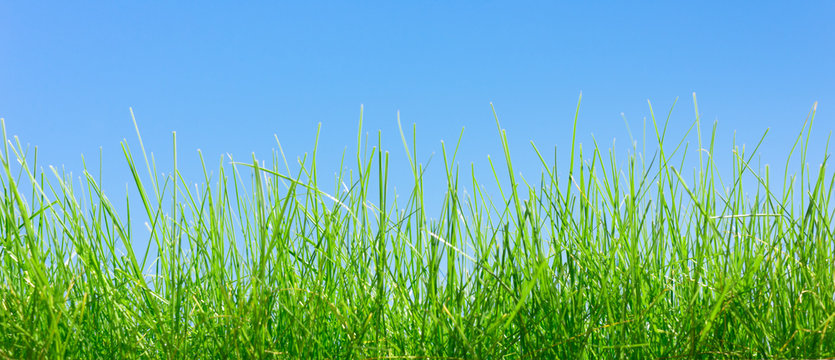 spring green grass  background