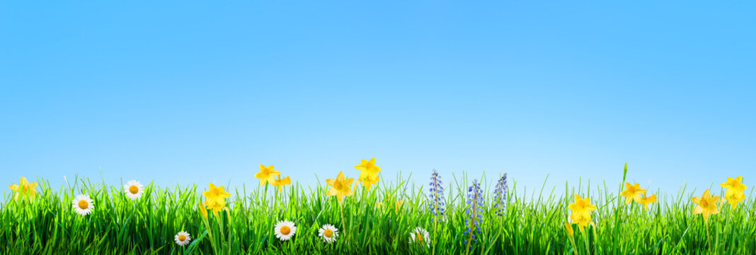 grass and spring flowers background