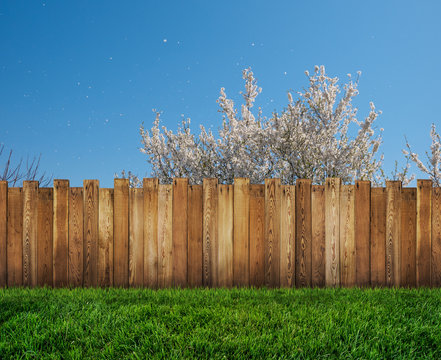 spring tree in backyard and wooden garden fence