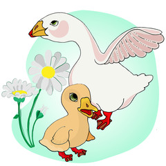 mother goose and baby goose on a light background and a Daisy flower