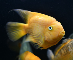 Yellow parrot aquarium fish