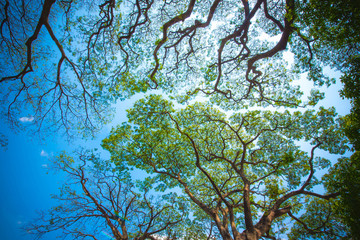 Tropical forest. Bottom view of tree. A beautiful trees from Thailand, concervation concept-Image