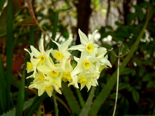 フサザキスイセン