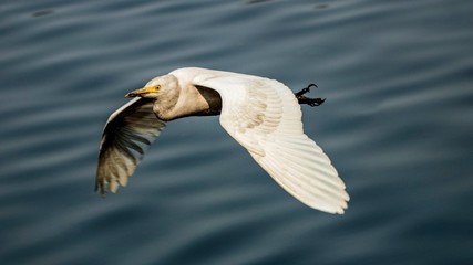 Great Egret in flight