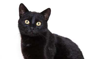black cat on a white background