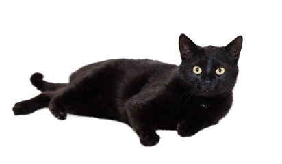 black cat on a white background
