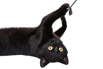 Fototapeta premium black cat on a white background